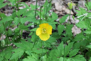 Schijnpapaver (Meconopsis cambrica) 001 (1200 x 800)